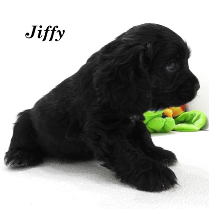 puppy, for, sale, Cocker Spaniel, Joe & Cherri  Overlease, dog, breeder, Miller, MO, dog-breeder, puppy-for-sale, forsale, nearby, find, puppyfind, locator, puppylocator, aca